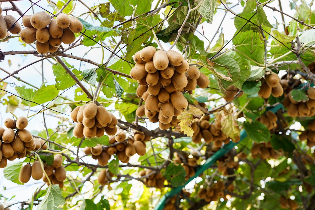 anh-2-vuon-kiwis-1748398538.jpg