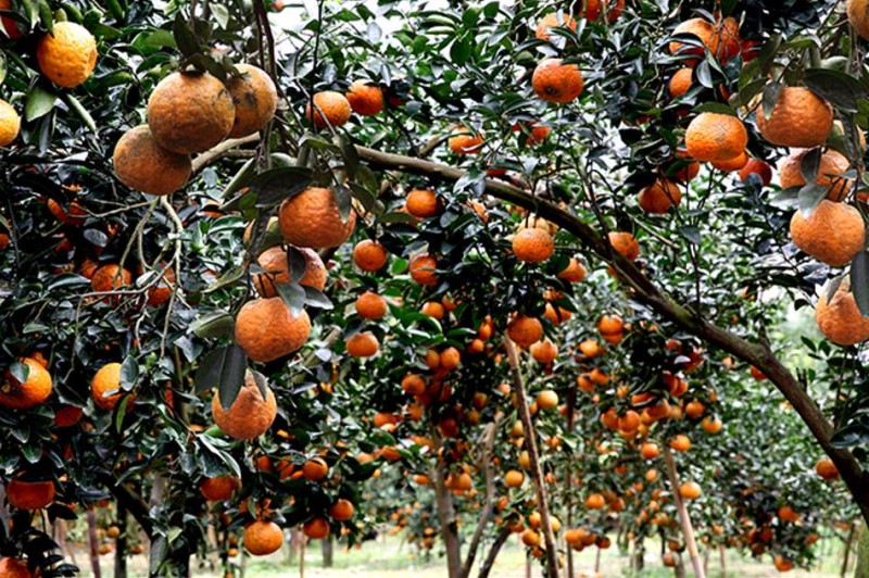 Khám phá sản vật miền Bắc Việt Nam (Kỳ 6): hồng không hạt Xuân Vân, chè Shan Khau Mút, cam sành Hàm Yên