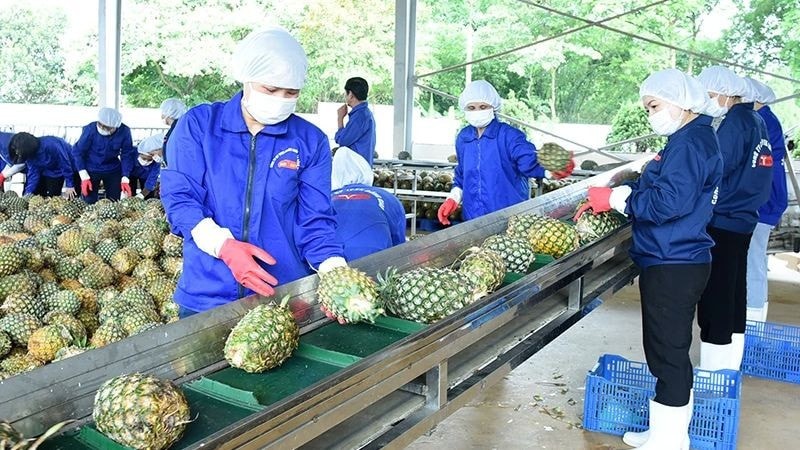 Ngành dứa Việt Nam hướng tới mục tiêu tỷ đô: Thách thức và cơ hội