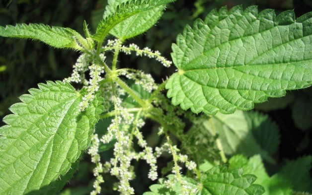 Loài cây dại là một kho báu dược liệu, bổ ngang nhân sâm, tổ yến