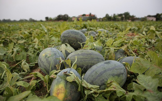 Dưa được mùa, chín đầy ruộng nhưng người trồng vẫn lo "sốt vó"