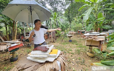 Bí quyết nuôi ong mật ở vùng đệm VQG Phong Nha – Kẻ Bàng cho thu nhập hàng tỷ đồng mỗi năm