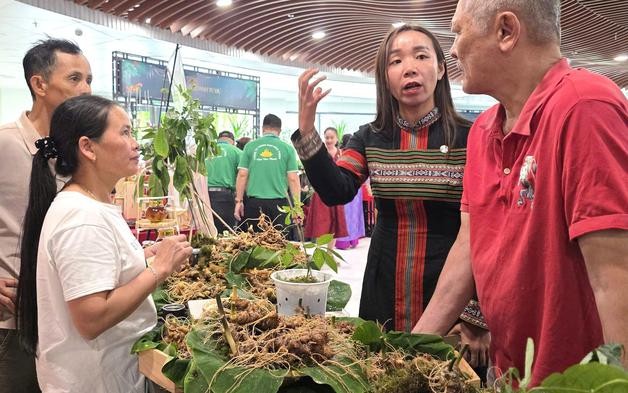 Sâm Ngọc Linh xuống phố, tìm đường đi xa