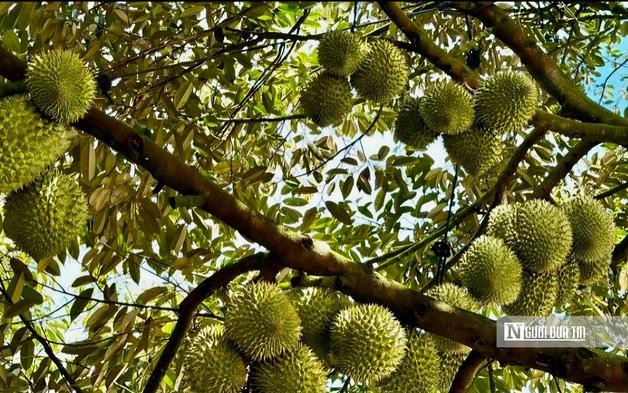 Chính phủ sửa loạt quy định về cấp mã số vùng trồng nông sản, cơ sở đóng gói