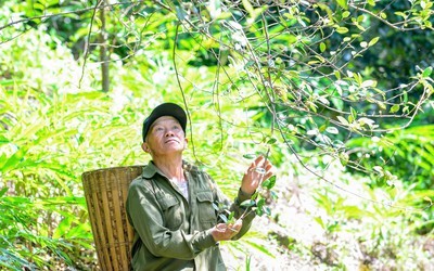 Trồng táo mèo trên núi đá, trao “cần câu” giúp người dân vùng cao thoát nghèo