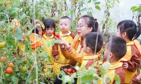 Môi trường học lý tưởng tại trường mầm non quốc tế Nguyễn Du Plus