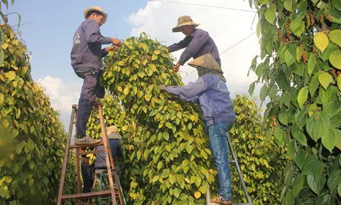 "Giải mã" cú quay đầu giảm mạnh của hồ tiêu trong tuần qua