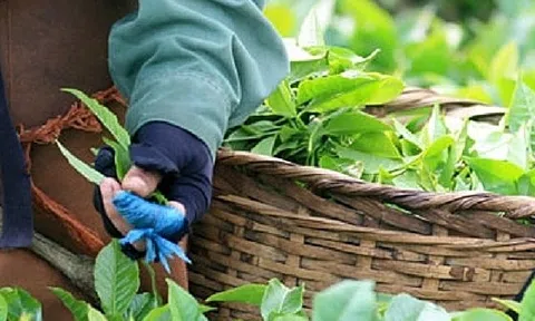 Hơn 2 năm lên sàn, Chè Nghệ An (CNA) vẫn chưa hết ‘chát’