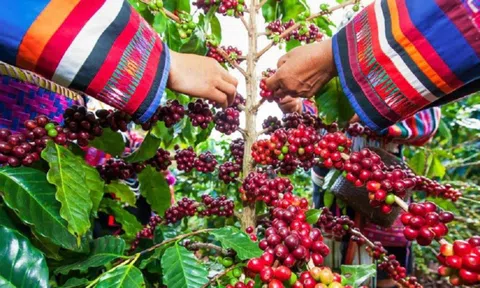 Giá cà phê neo cao kỷ lục và những dự báo
