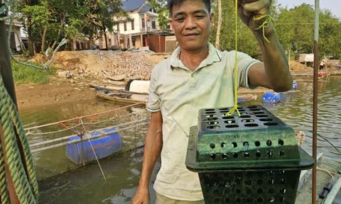 Bỏ cua vào hộp nhựa thả ở ngã ba sông, sau 3 tháng đã cho thu hoạch