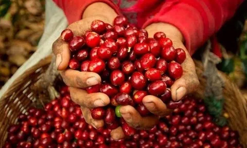 Giá cà phê "quay đầu" giảm nhẹ sau phiên tăng kỷ lục