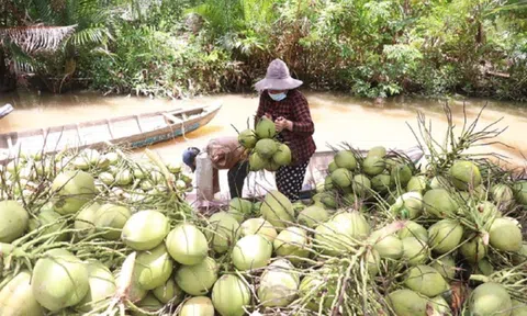 Dừa tăng giá mạnh, người trồng rất phấn khởi