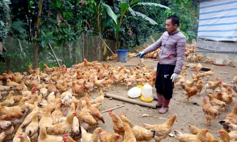 “Bỏ phố về quê” nuôi con 2 chân, chàng trai thu lãi 300 triệu đồng/năm