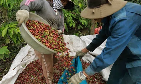 Giá cà phê tiếp tục "xô đổ" các kỷ lục
