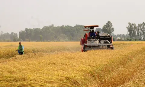 Giá lúa gạo khu vực đồng bằng sông Cửu Long tiếp tục tăng