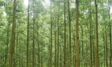 Không còn “gặt lúa non”, người dân trồng rừng gỗ lớn cho thu nhập cao