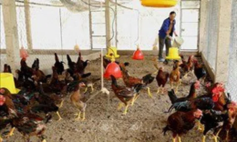 Siết chặt phòng, chống để dịch cúm gia cầm không lây lan sang người