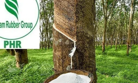 Không có khoản tiền đền bù, Cao su Phước Hoà báo lãi giảm 68%