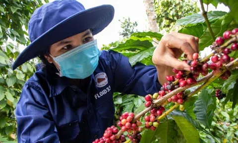 Tiếp đà tăng, cà phê trong nước cán mốc giá kỷ lục mới
