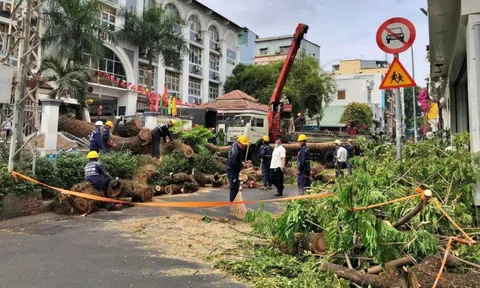 Tp.HCM: Đánh giá kỹ khi đốn hạ hơn 400 cây xanh để làm Metro 2