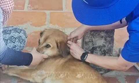 Khẩn trương tiêm vaccine cho chó, mèo phòng nguy cơ mùa nắng nóng