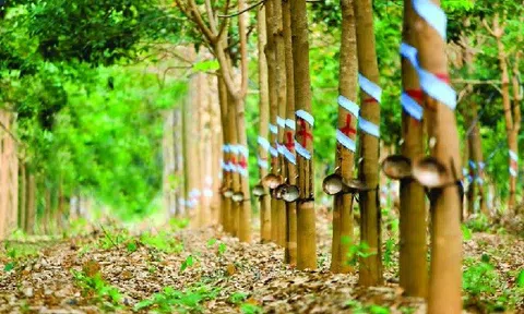 Cao su Việt Nam (VRG) lợi nhuận sụt giảm trong quý 1/2024