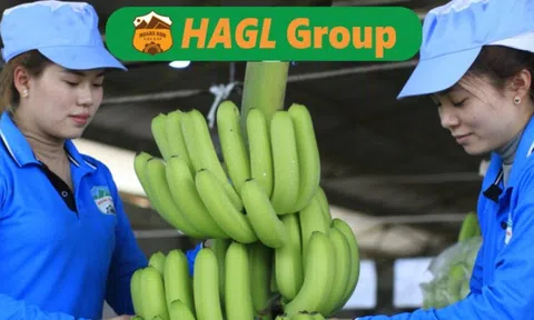 Hoàng Anh Gia Lai (HAG) báo lãi quý thứ 12 liên tiếp, xuất hiện cổ đông mới