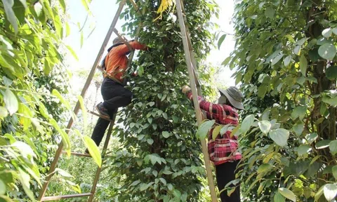 Xuất khẩu hồ tiêu tăng mạnh: Cơ hội cán mốc 1 tỷ USD