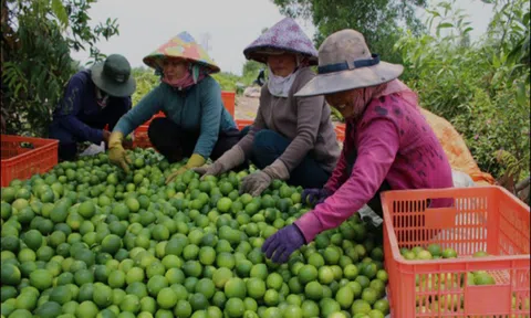 Giá nông sản hôm nay 8/5: Chanh tại vườn giá cao, hồ tiêu biến động