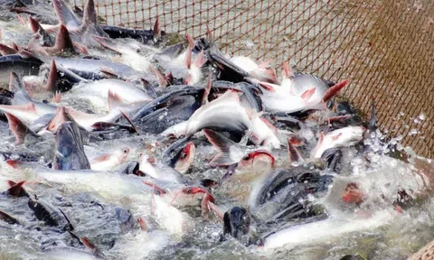 Brazil nhập khẩu gần 7.000 tấn cá tra Việt Nam trong quý I/2024