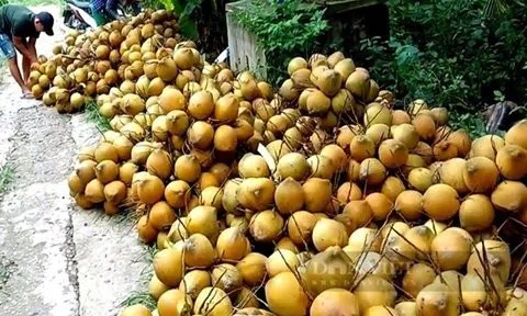 Giá nông sản hôm nay 9/5: Dừa xiêm Tiền Giang khan hàng, cà phê Robusta quay đầu tăng