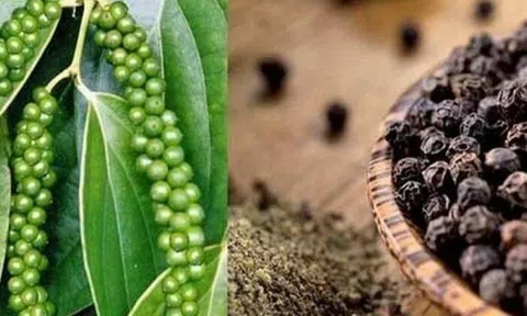 Giá nông sản ngày 3/6: Giá tiêu tăng chót vót, lúa gạo giảm nhẹ