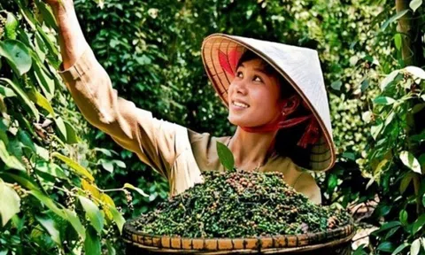 Giá nông sản ngày 9/6: Hồ tiêu, cao su tiếp tục tăng mạnh, nhãn Ido giảm giá