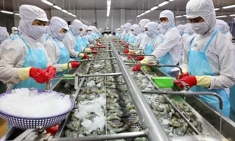 Tồn kho giảm, xuất khẩu tôm khả quan trong quý II/2024