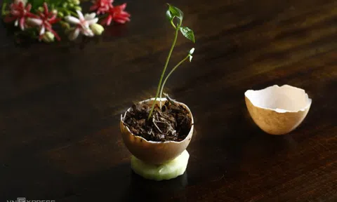 Công dụng bất ngờ của vỏ trứng
