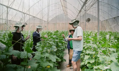 Khám phá nông trường công nghệ cao tại 'thủ phủ' rau củ Lâm Đồng