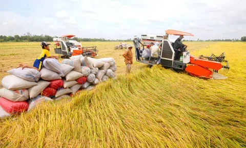 6 tháng năm 2024, sản xuất nông nghiệp duy trì đà tăng trưởng