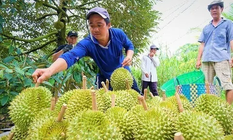 Giá nông sản 19/8: Sầu riêng tăng cao; gạo duy trì ổn định, lúa neo ở mức cao