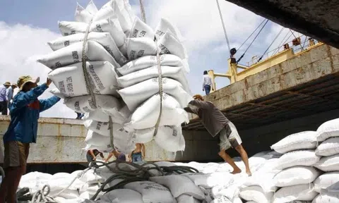 Indonesia mời thầu gạo số lượng lớn, cơ hội cho doanh nghiệp Việt