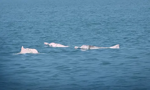 Giải pháp AI cho thấy thành công bước đầu trong bảo vệ loài cá heo trắng Trung Quốc