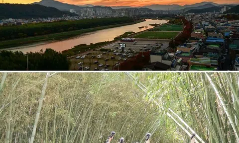 Màn trình diễn ấn tưởng trong mùa đông của đàn quạ trên bầu trời Công viên chim di cư Samho tại quận Nam-gu, Ulsan