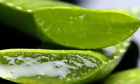 Loại cây ví như "thần dược" cho sức khỏe, hóa ra người Việt lại chỉ trồng làm cảnh