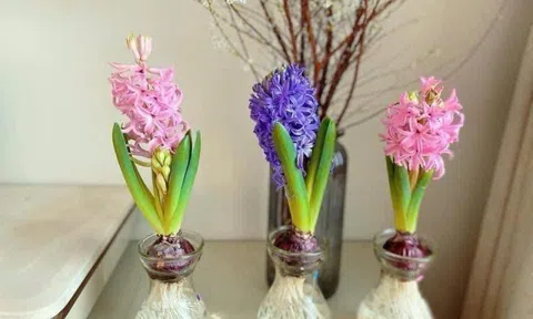 Tiên ông - Loài hoa có mùi thơm đặc biệt, hút khách trong dịp Tết