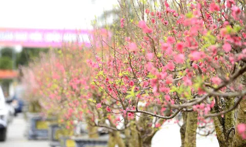 Quảng trường Lam Sơn rực rỡ hội chợ hoa đào Tết sau nhiều năm “vắng bóng” kinh doanh