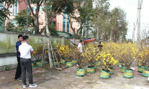 Mai vàng nở rực rỡ, hiếm khách hỏi mua, tiểu thương lo mất Tết