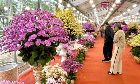 Rực rỡ sắc hoa xuân đón Tết