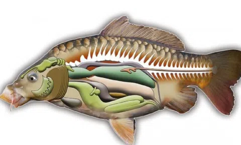 2 bộ phận của cá "cực độc, nhất là cái số 1, nhiều người thích ăn vì tưởng bổ