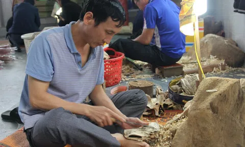 Ngát hương Xuân nơi “thủ phủ” dó trầm