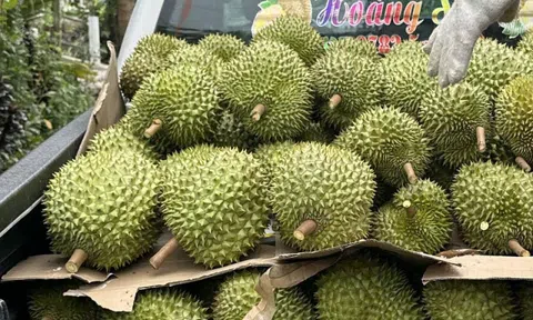 Giá sầu riêng đầu năm cao ngất ngưởng