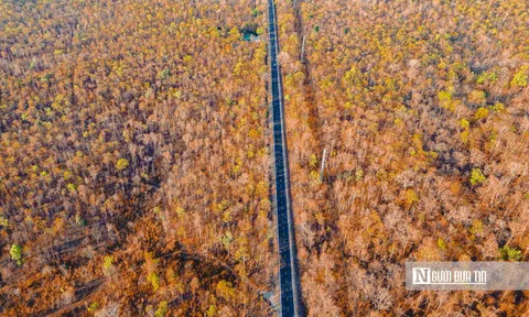 Ngắm rừng khộp Yok Đôn mùa thay lá rực sắc giữa đại ngàn Tây Nguyên